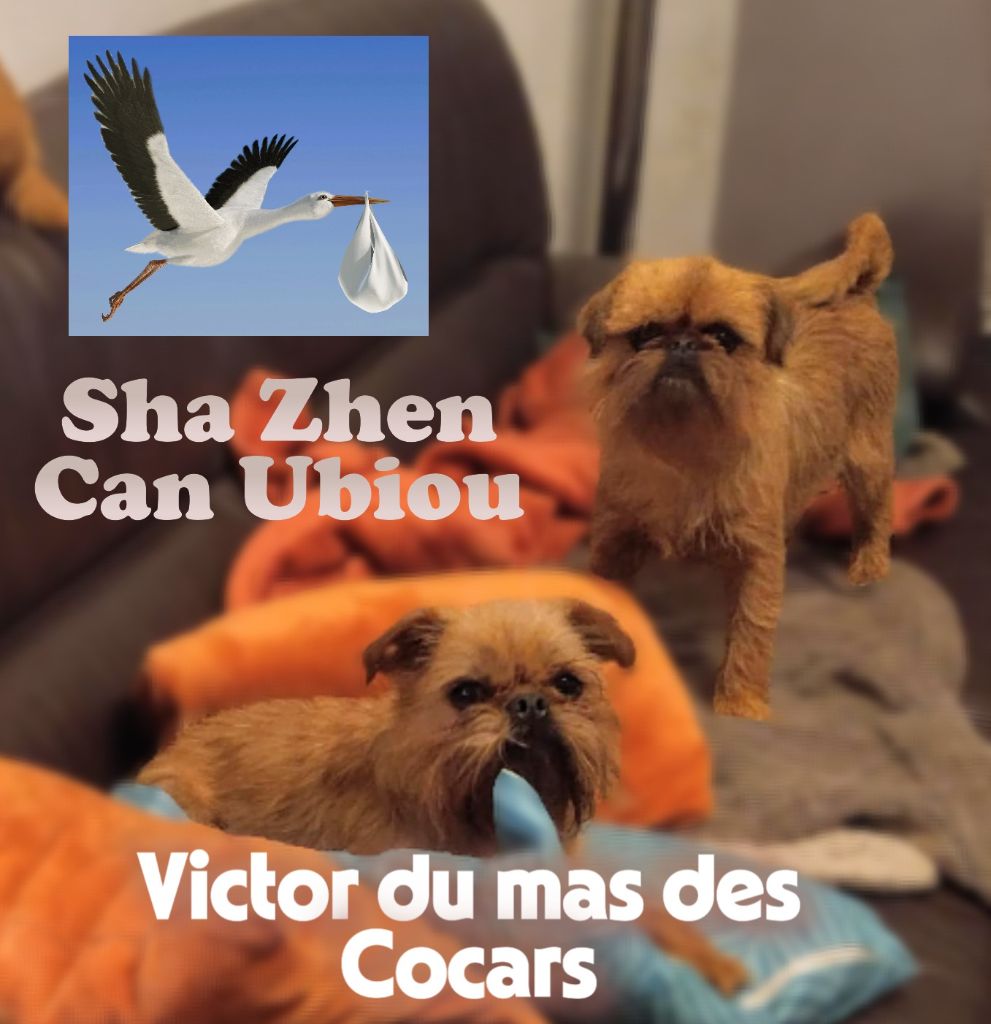  Cinq petits soleils au mas des Cocars