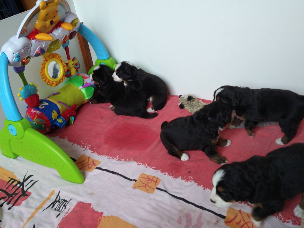 Bébés de Pom et Philou nés le 10 mars 2022.