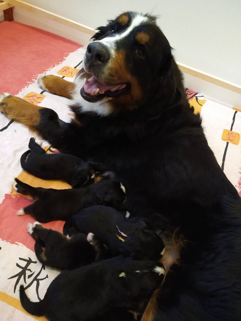 Bébébous Pitchoune et Philou né le 27 mai 2022