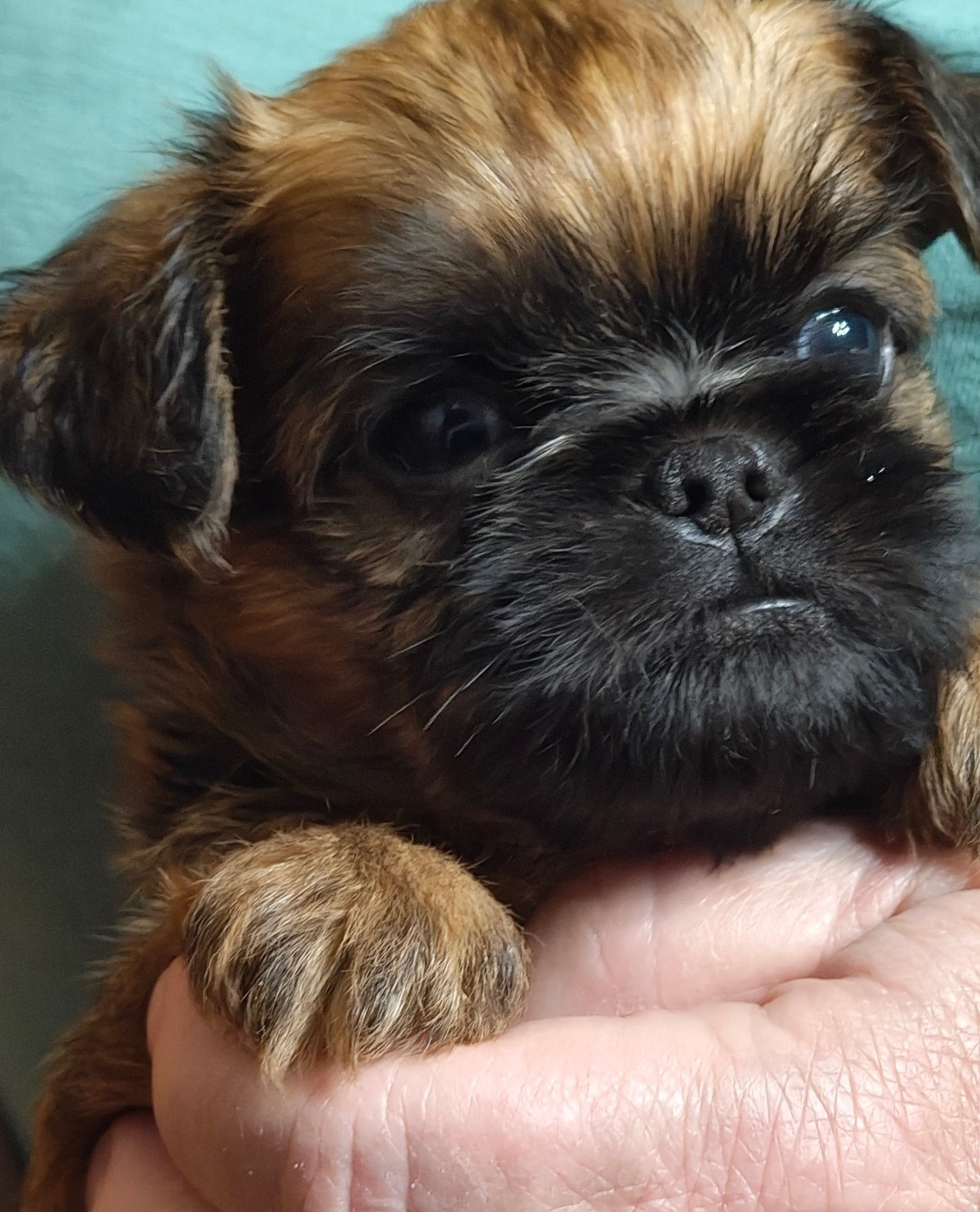 Du Mas Des Cocars - Chiots disponibles - Griffon bruxellois