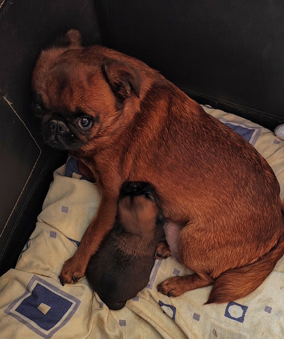 Chiot Griffon bruxellois Du Mas Des Cocars
