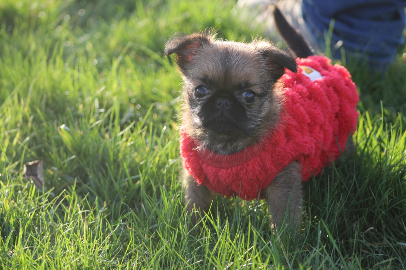 Du Mas Des Cocars - Chiots disponibles - Griffon bruxellois