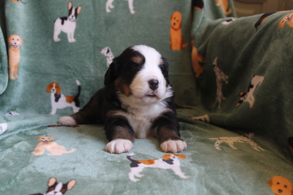 Du Mas Des Cocars - Chiots disponibles - Bouvier Bernois