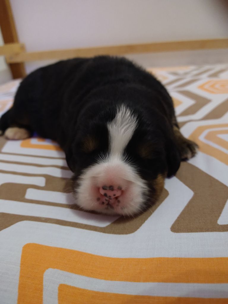 Du Mas Des Cocars - Chiots disponibles - Bouvier Bernois