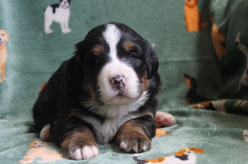 Du Mas Des Cocars - Chiots disponibles - Bouvier Bernois