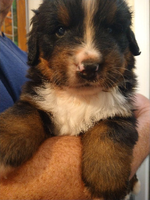 Willow