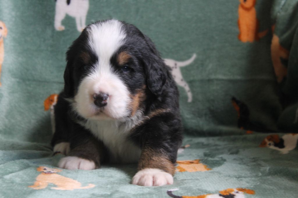 Du Mas Des Cocars - Chiots disponibles - Bouvier Bernois